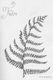 I love ferns and would often bring them home from my walks in the woods. This one though, was printed on the back of a rubber stamp.